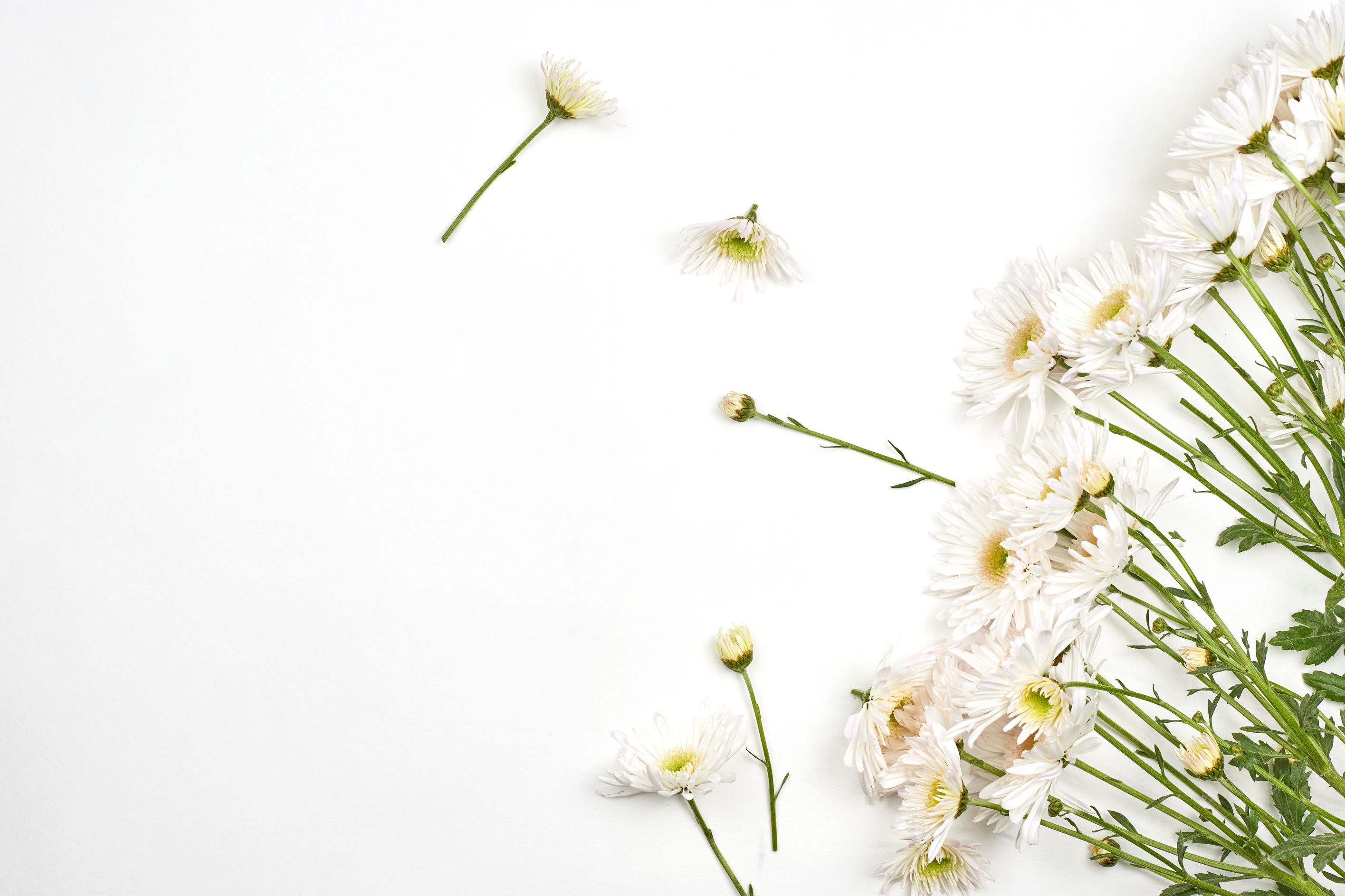 Bright Spring Flowers on White